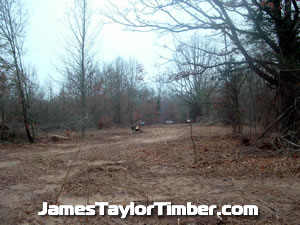 typical work site in log woods timber